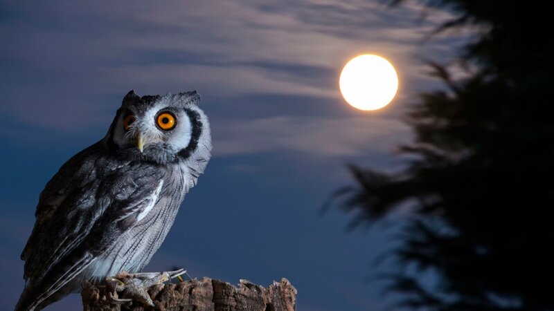 Owl on a Branch — Gray