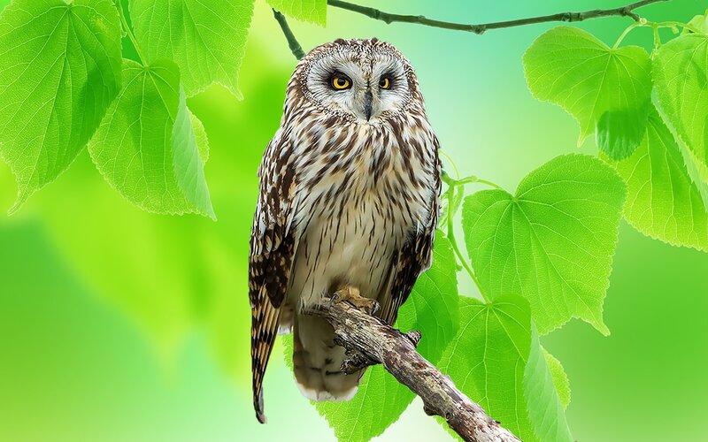 Owl on a Branch — Green, Calm