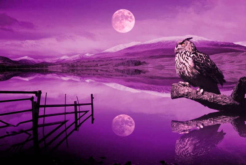 Owl on a Branch — Purple