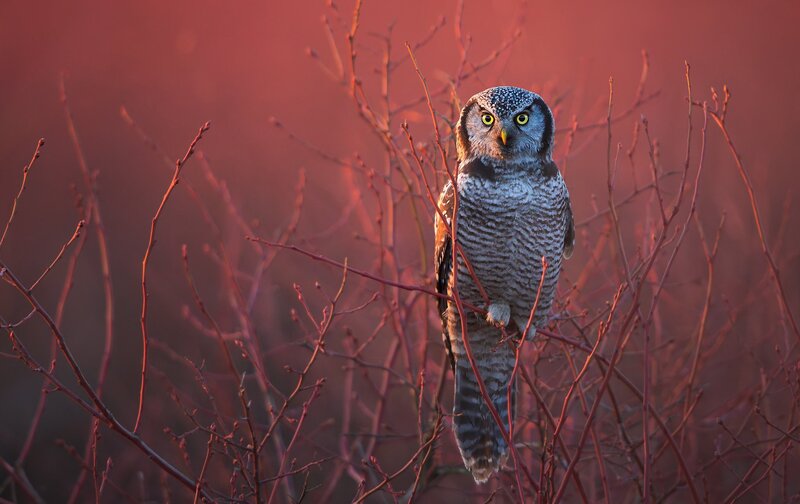 Owl on a Branch — Red