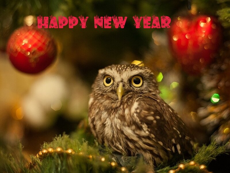 Owl on a Christmas Tree