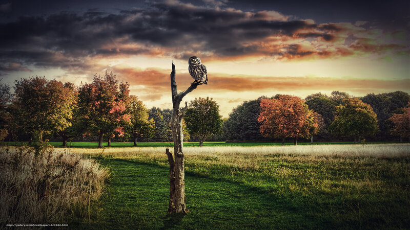 Owl on a Dead Tree — Green