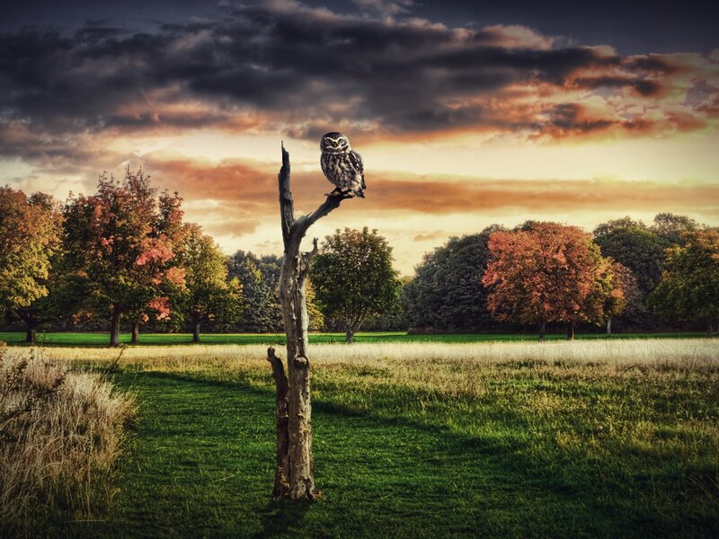 Owl on a Dead Tree
