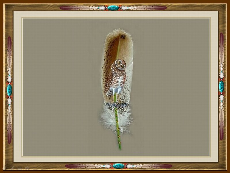 Owl on a Feather
