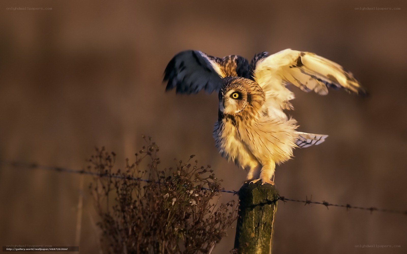 Owl on a fence post