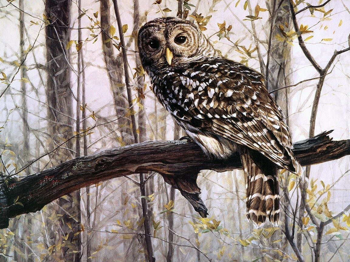 Owl on a forest branch