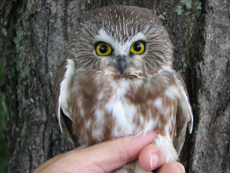 Owl on a hand