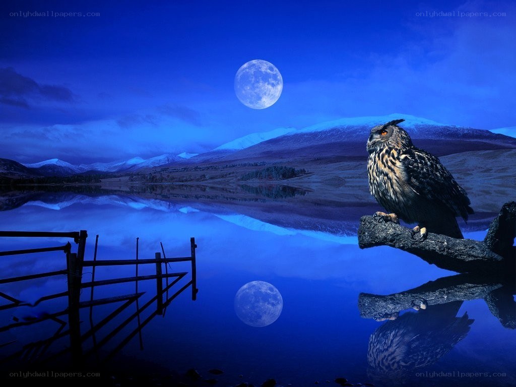 Owl on a moonlit lake