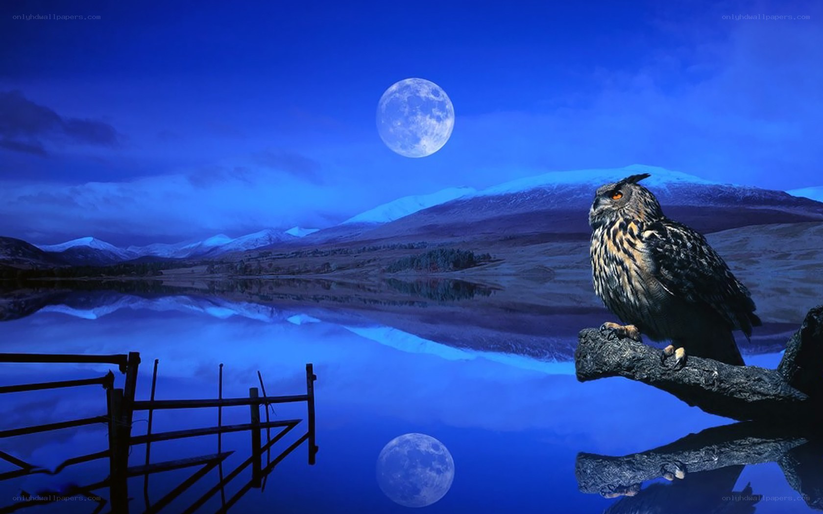 Owl on a moonlit lake