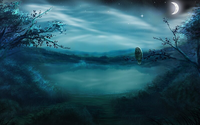 Owl on a moonlit night