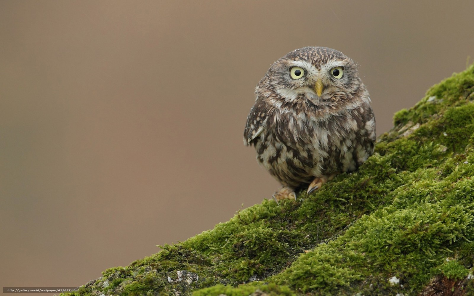 Owl on a mossy branch