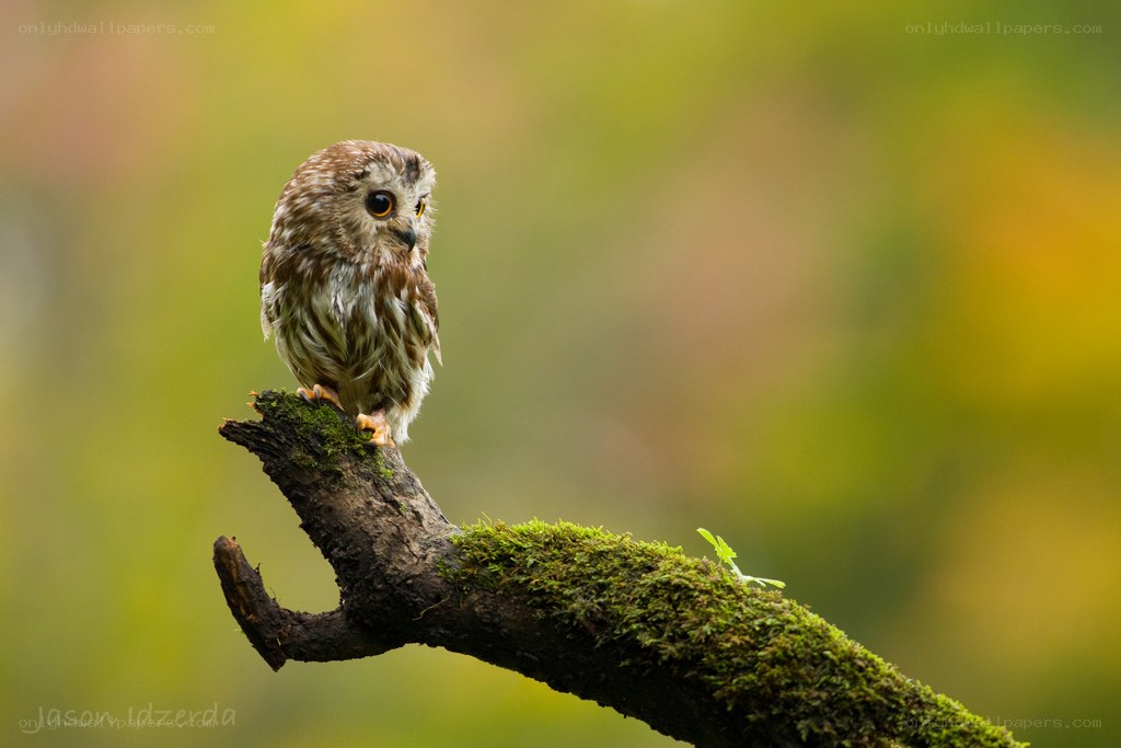 Owl on a mossy branch