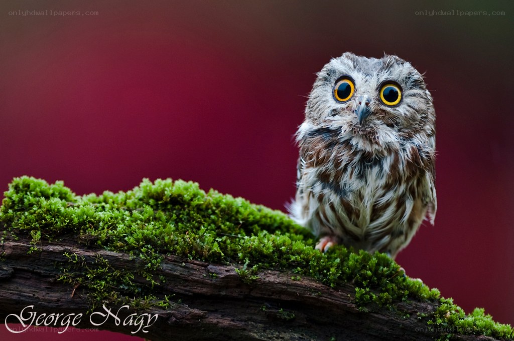 Owl on a mossy branch