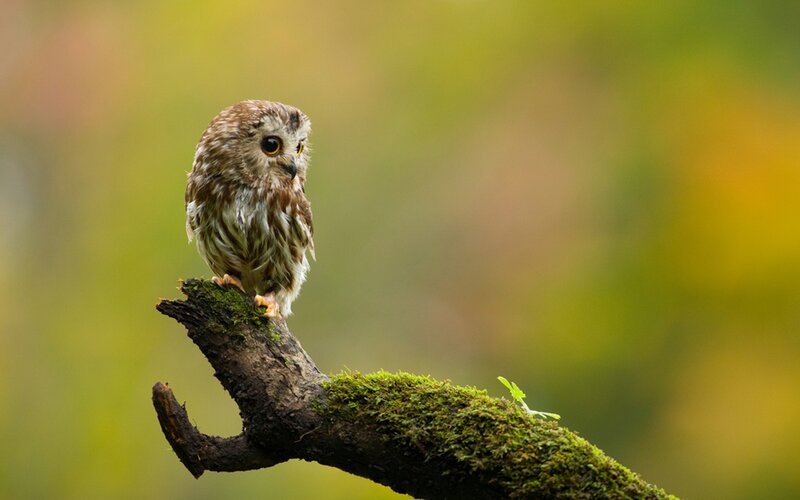 Owl on a mossy branch