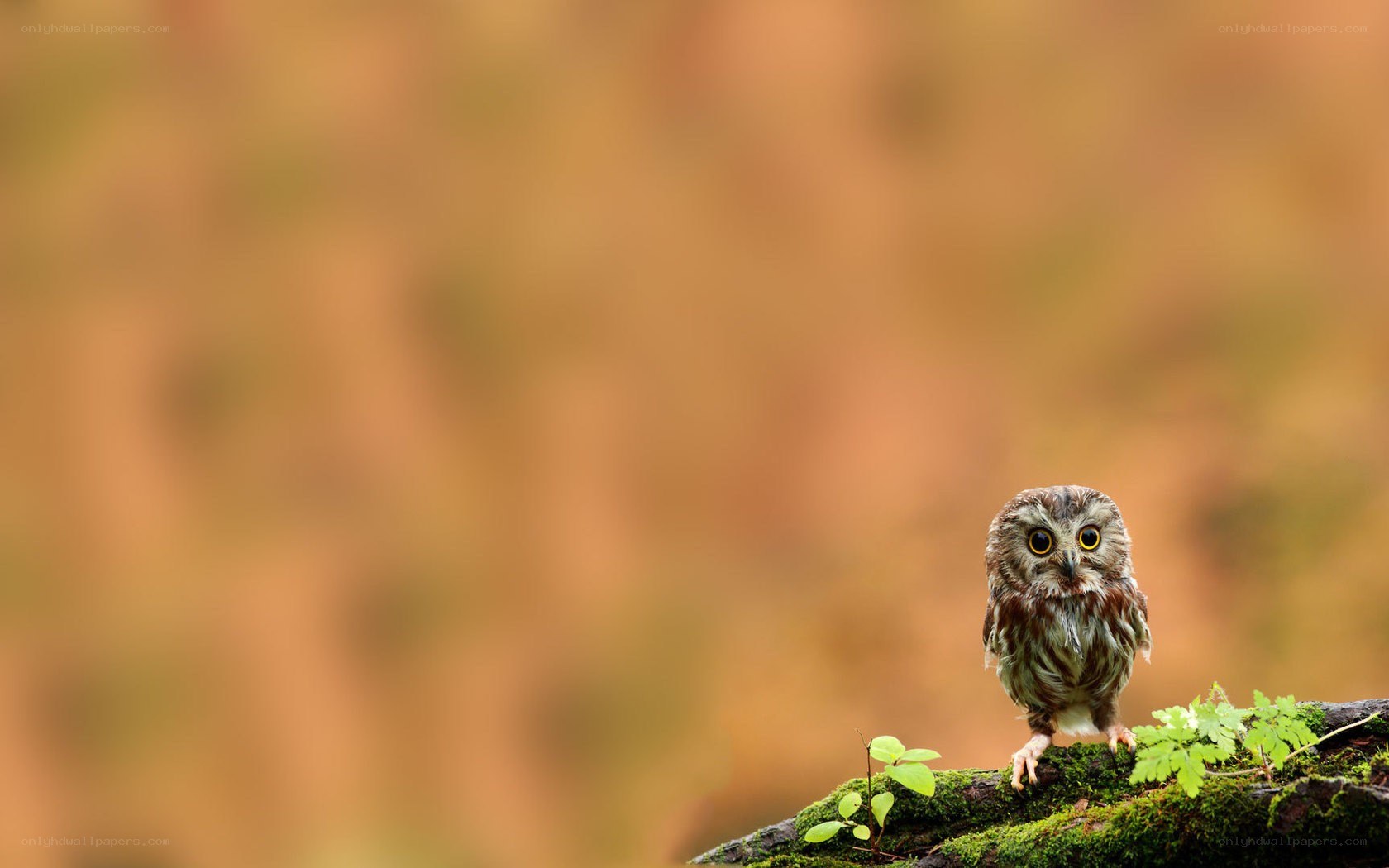 Owl on a mossy branch