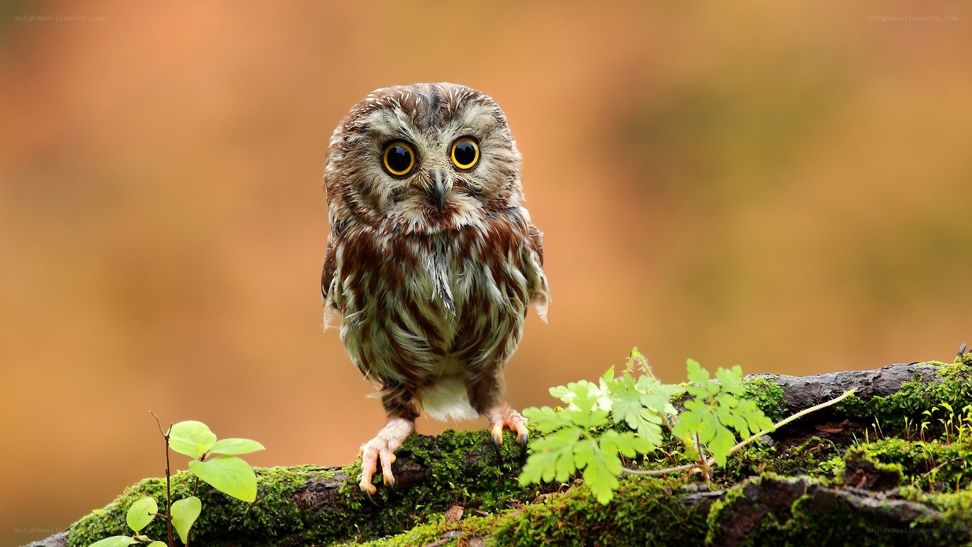 Owl on a mossy branch