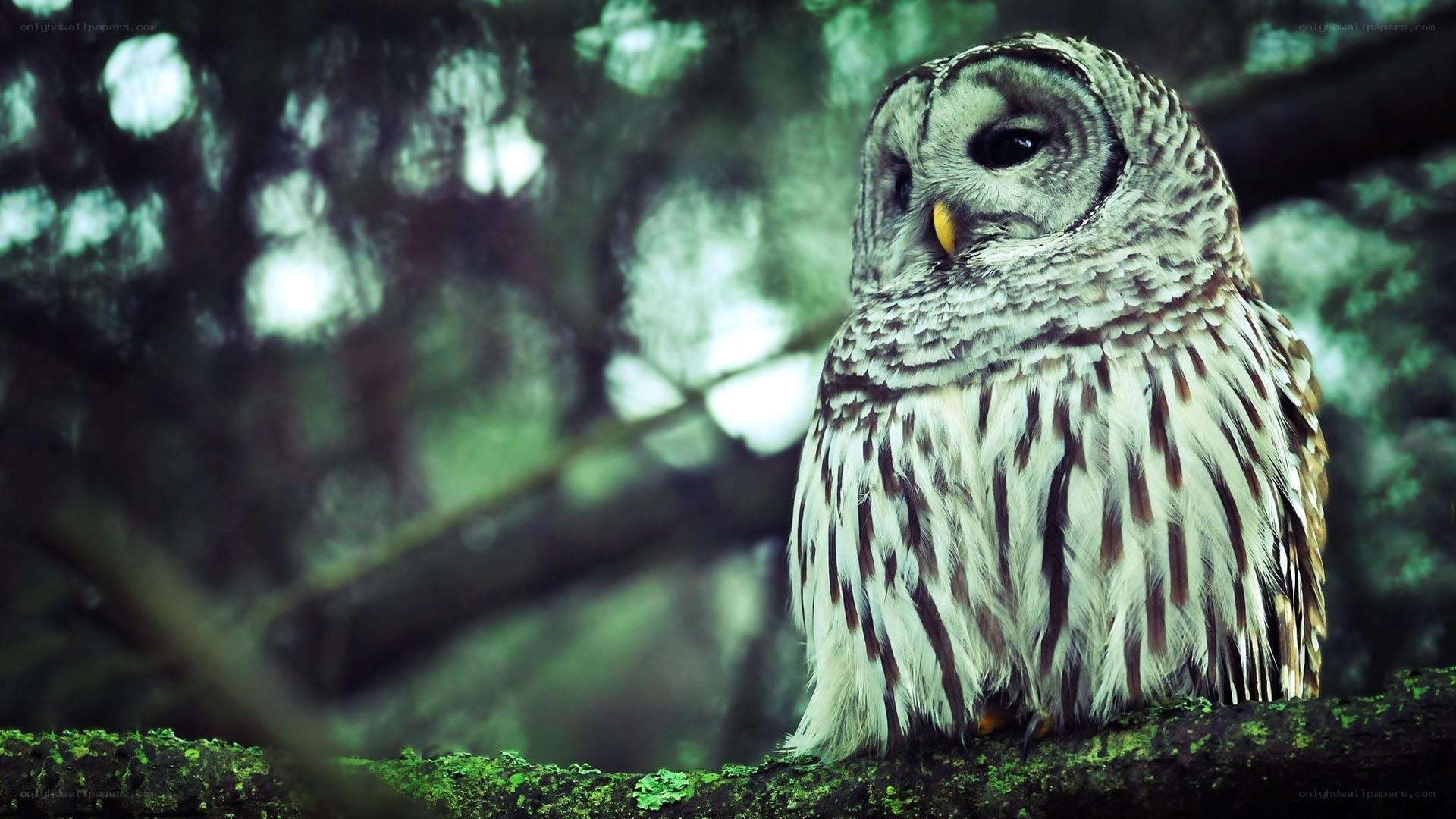 Owl on a mossy branch