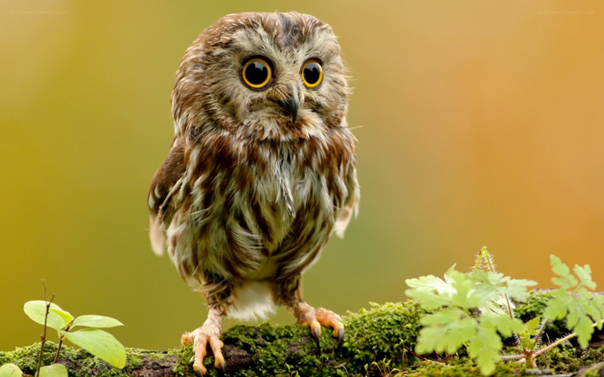 owl on a mossy branch