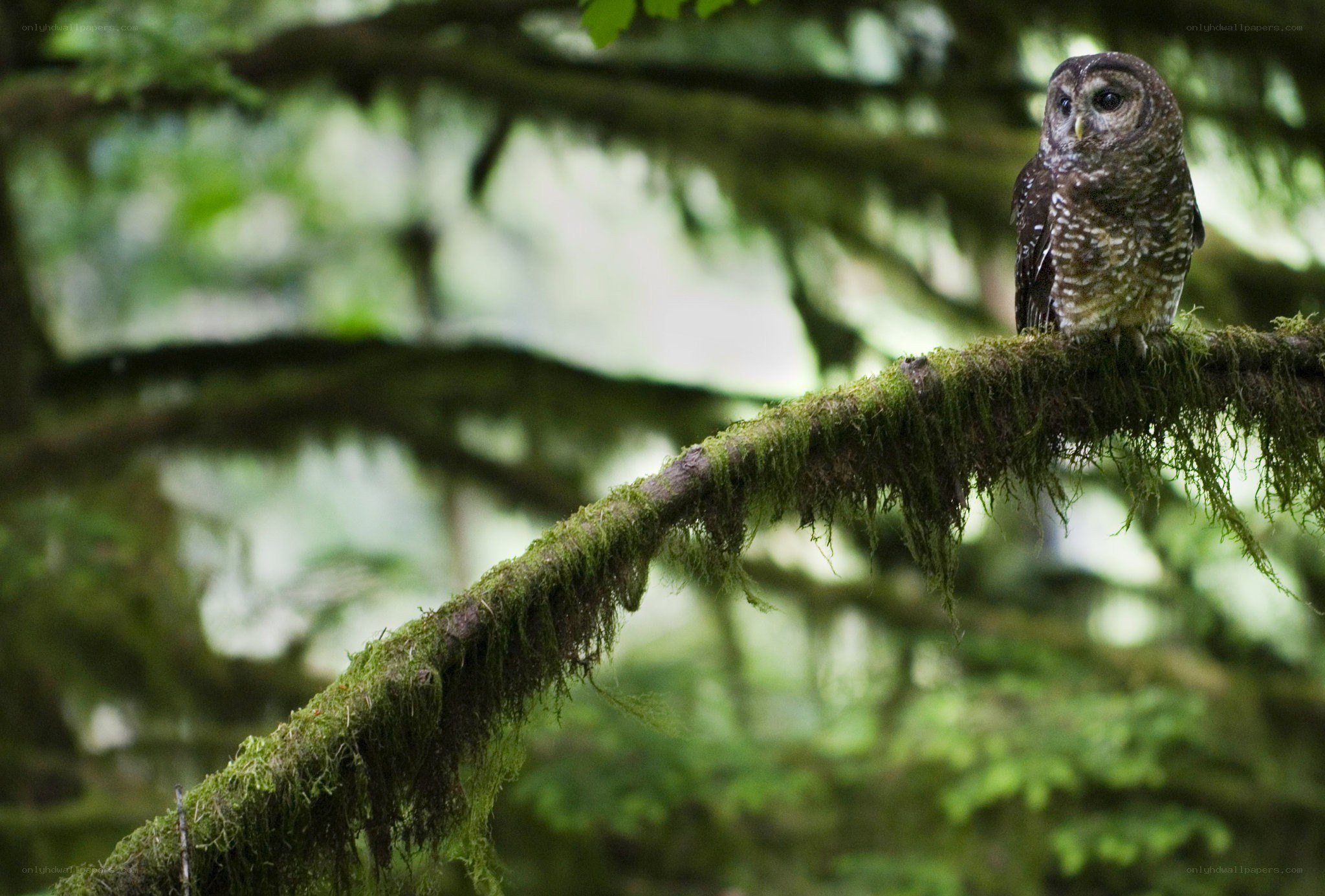 Owl on a mossy branch