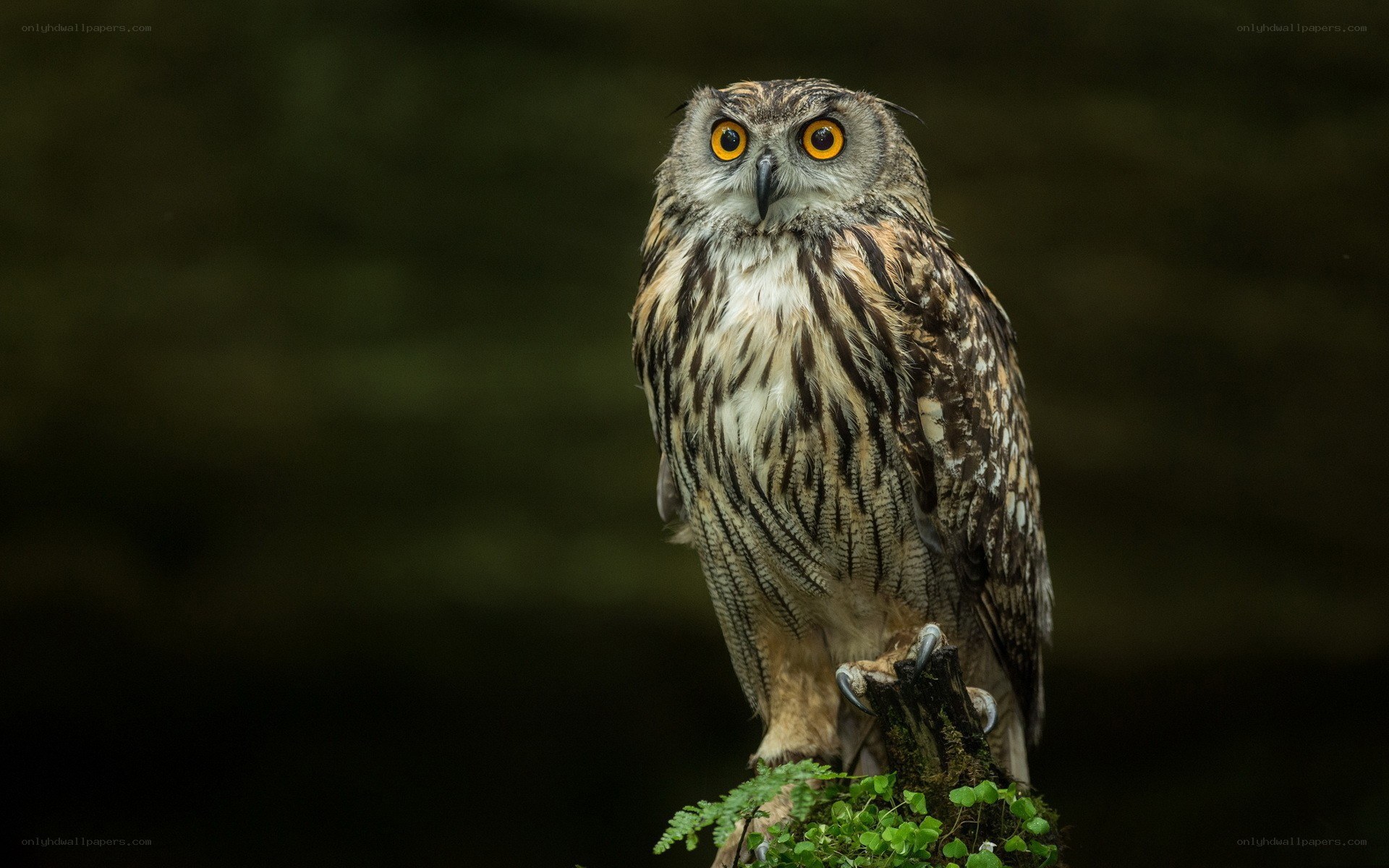 owl on a mossy branch