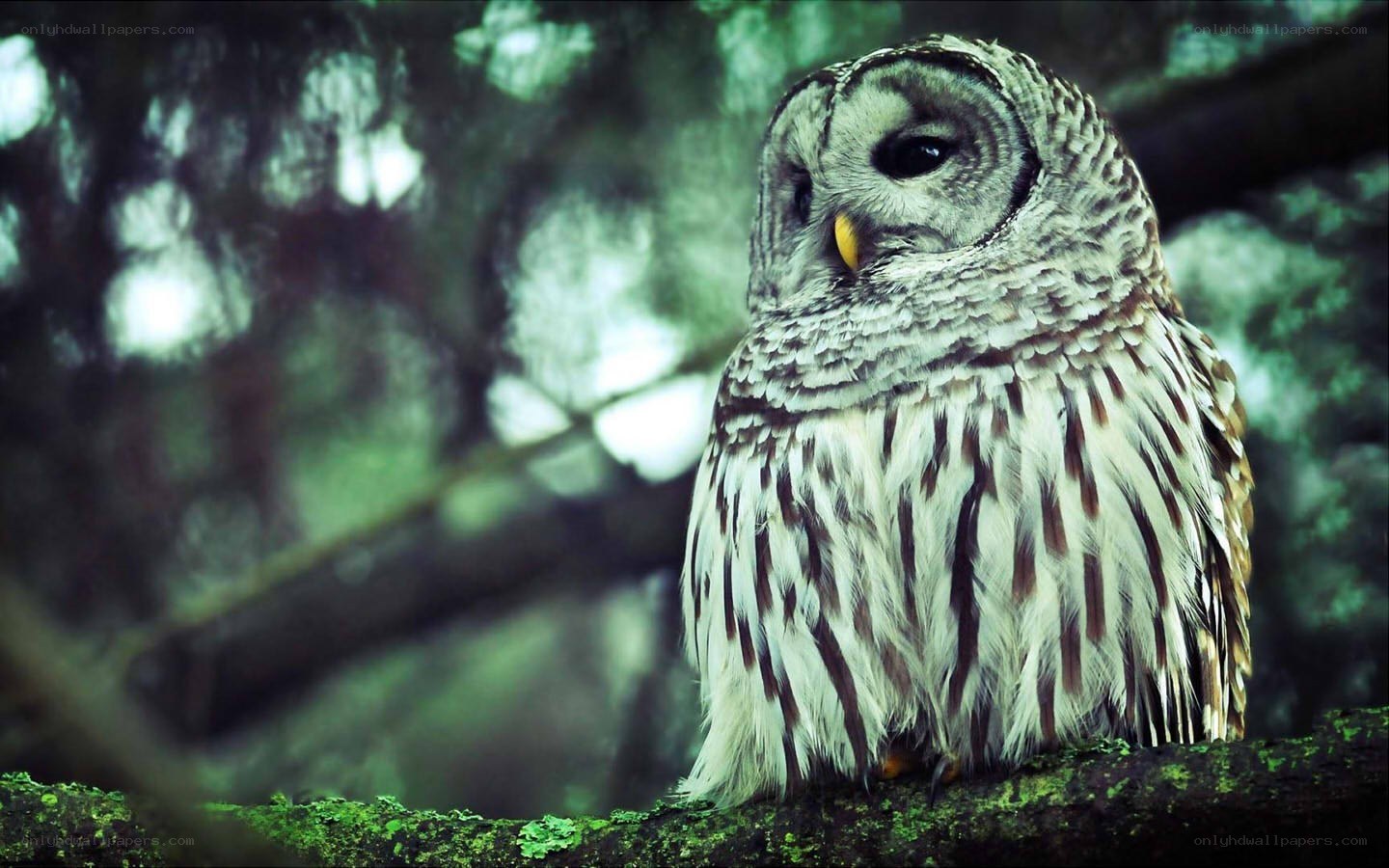 Owl on a mossy branch