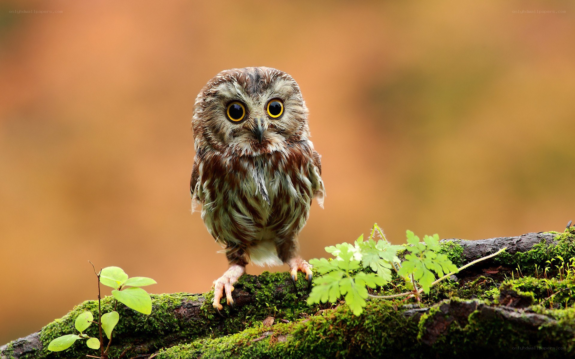 Owl on a mossy branch