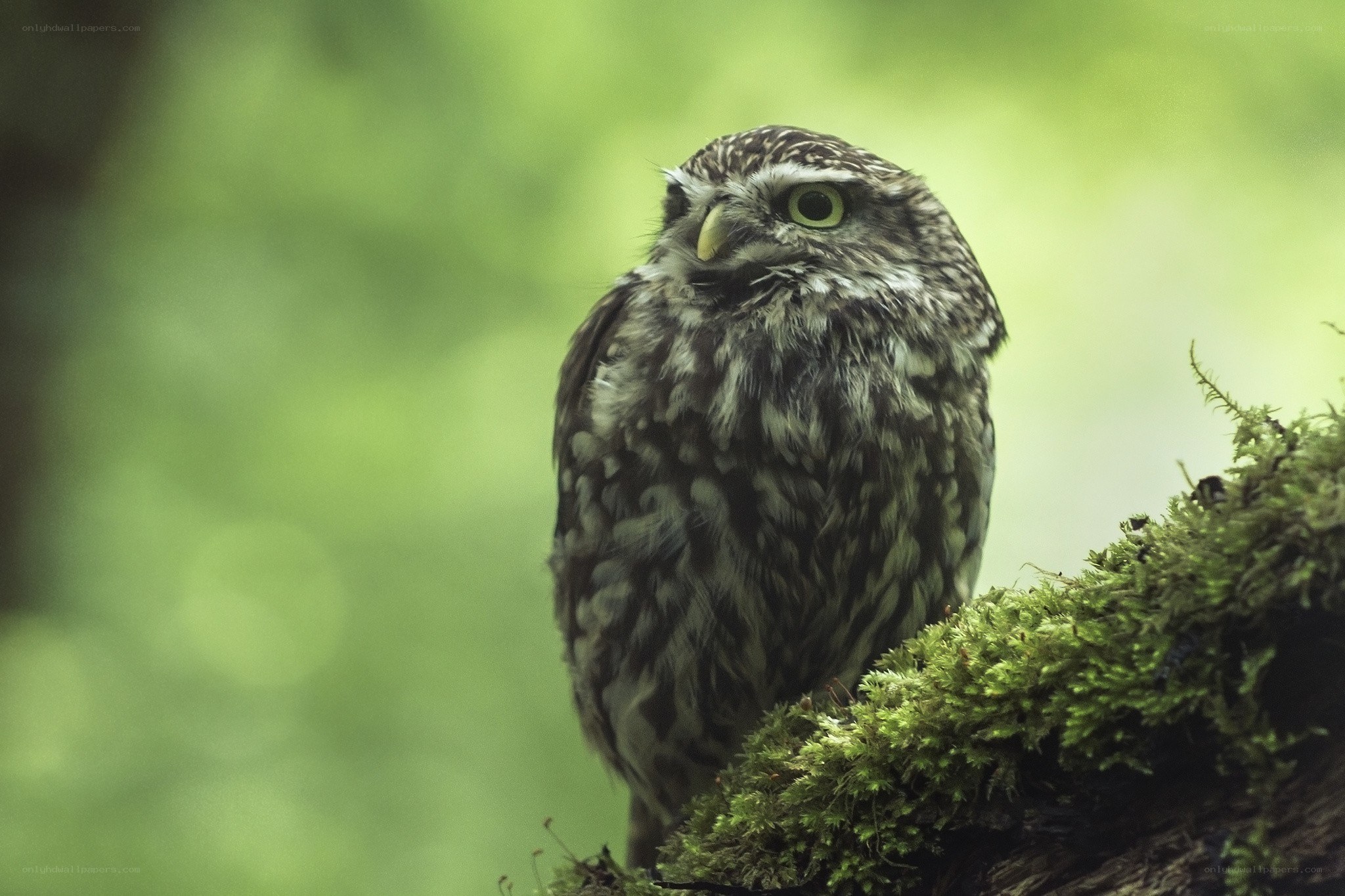 Owl on a mossy branch
