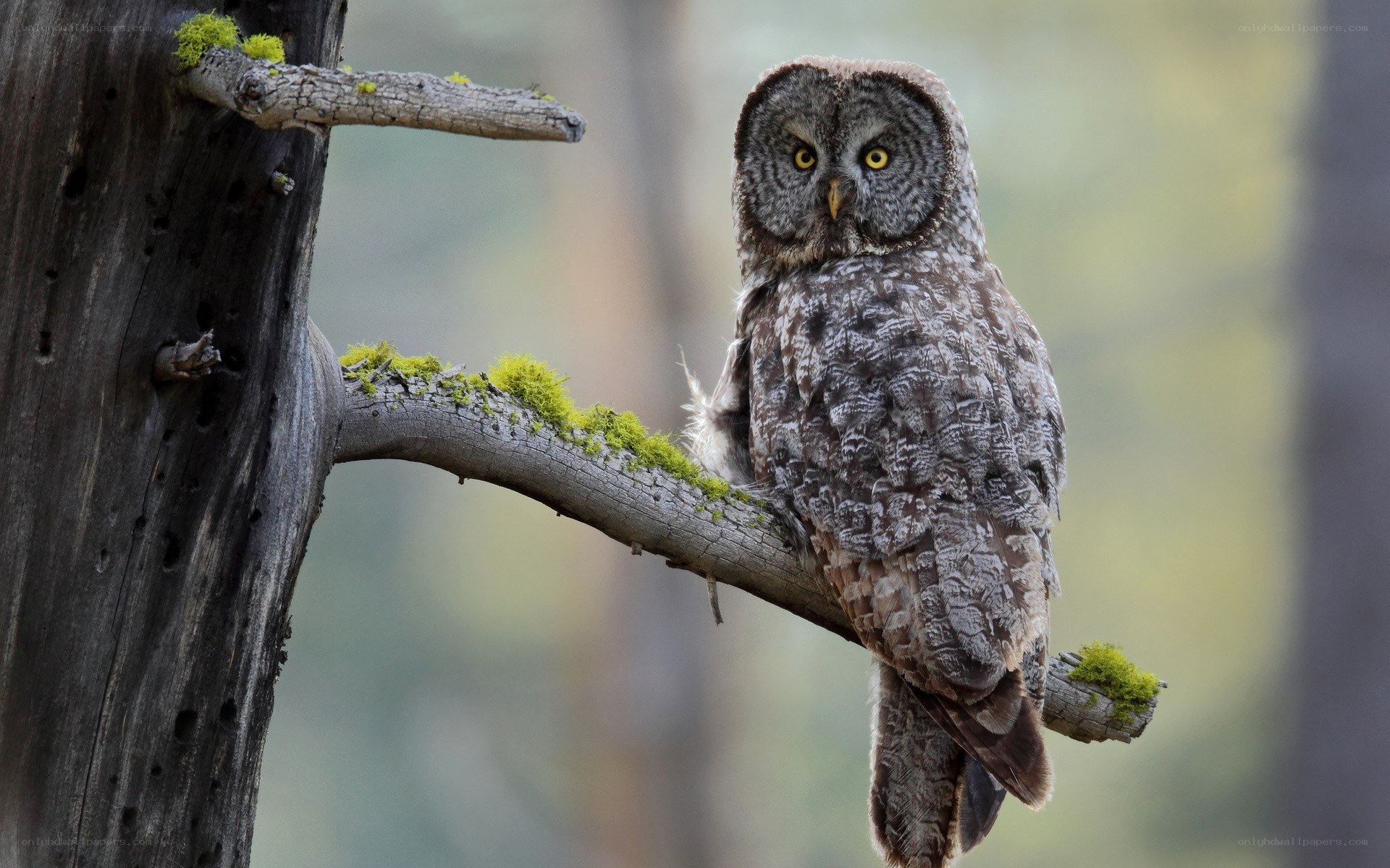 Owl on a mossy branch