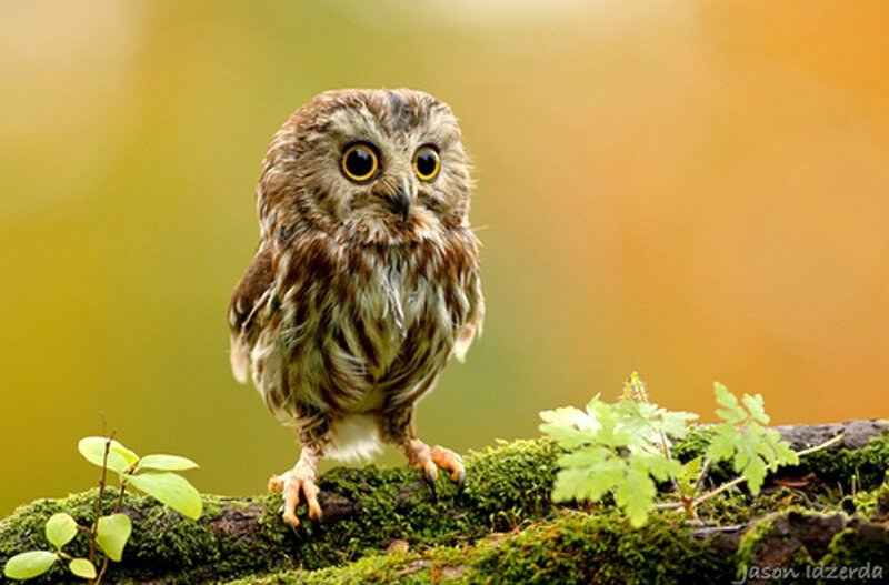 owl on a mossy branch
