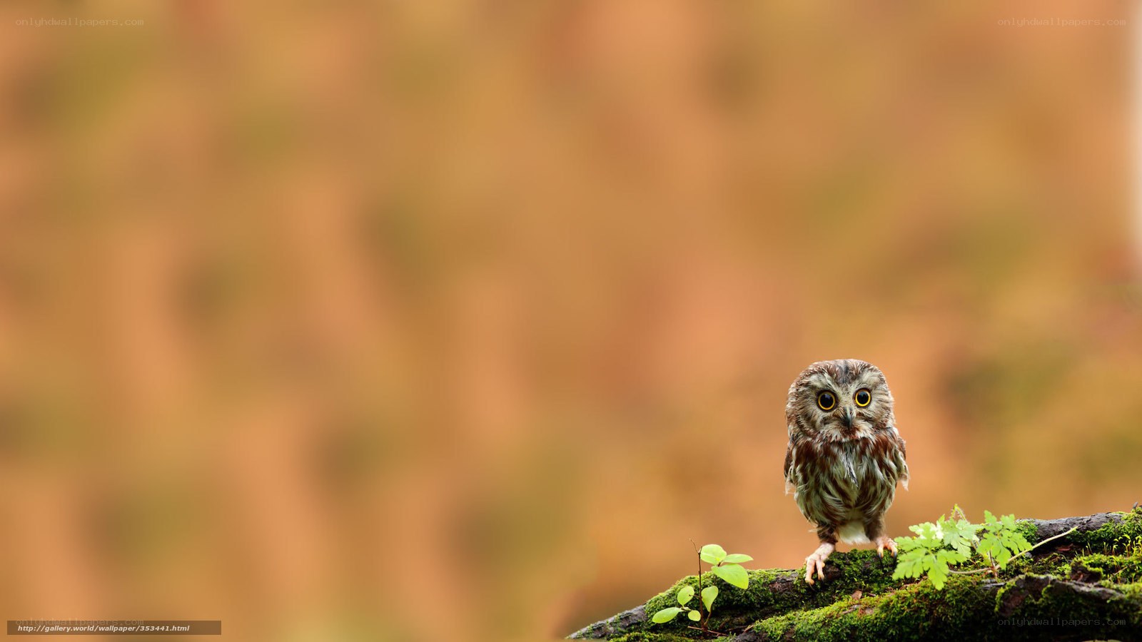 Owl on a mossy branch