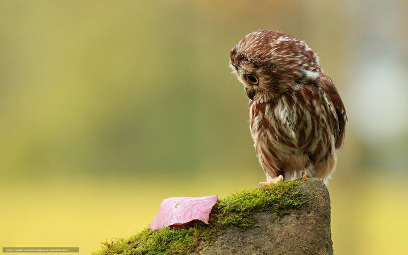 Owl on a mossy post
