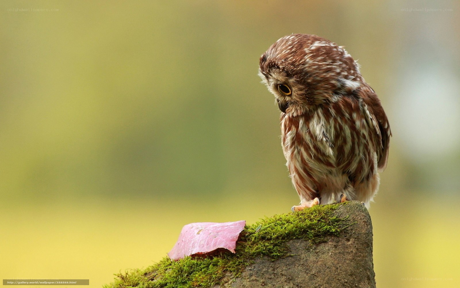 Owl on a mossy post