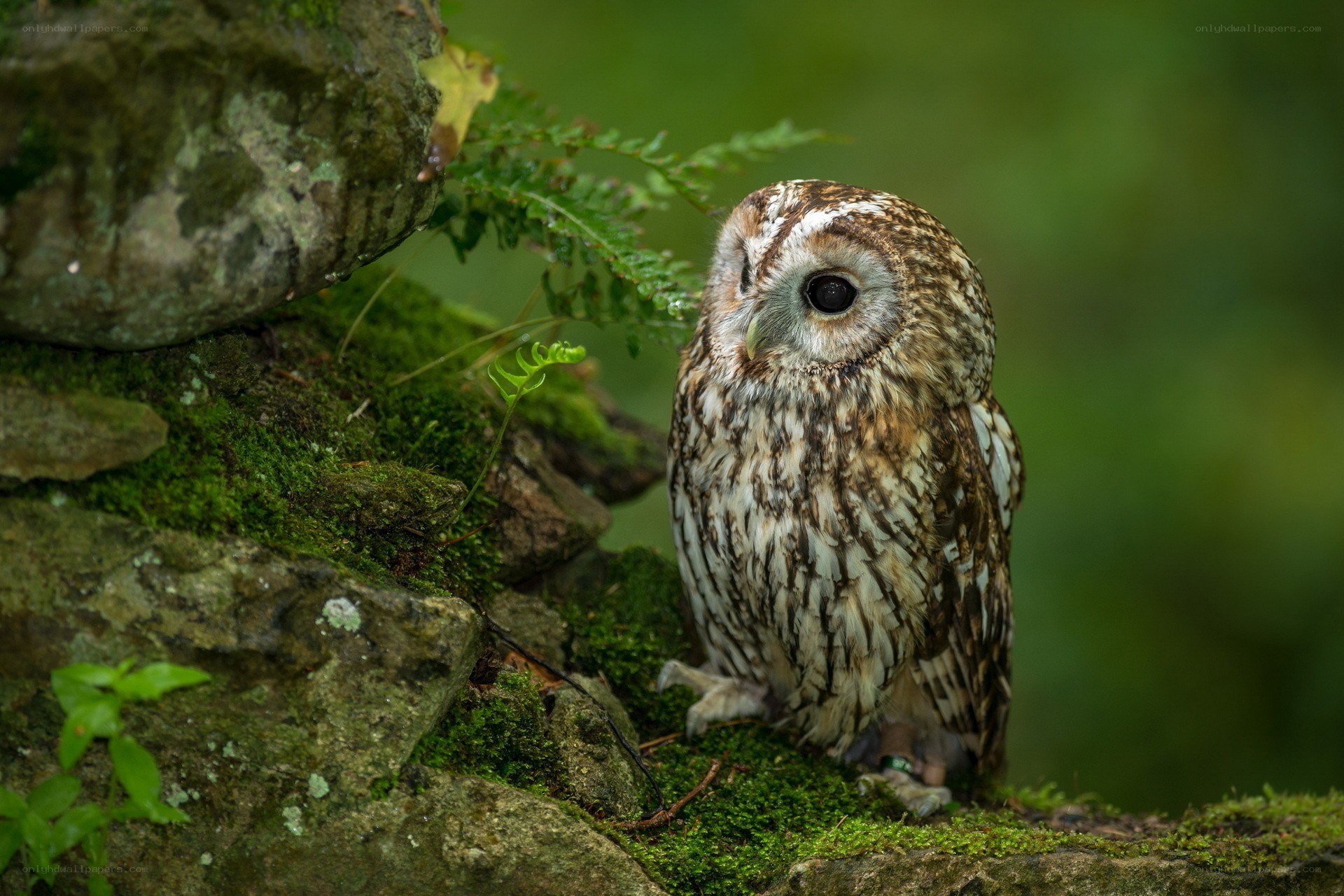 Owl on a mossy rock