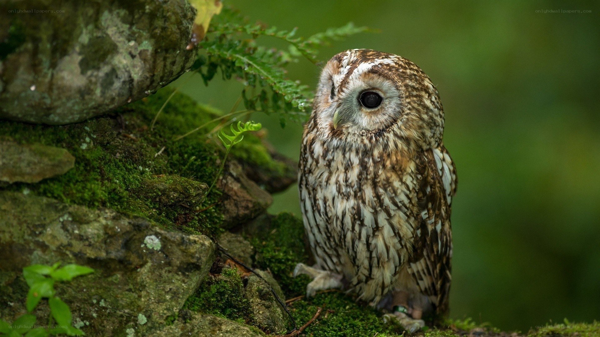 Owl on a mossy rock