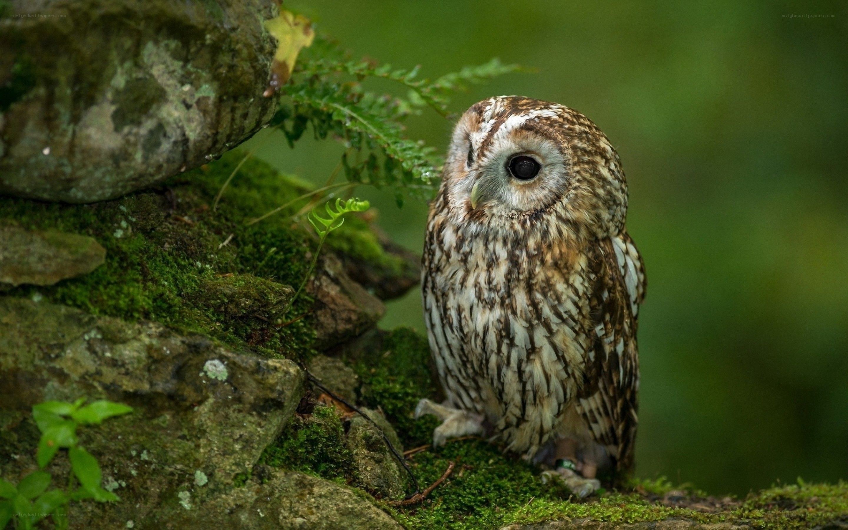 Owl on a mossy rock