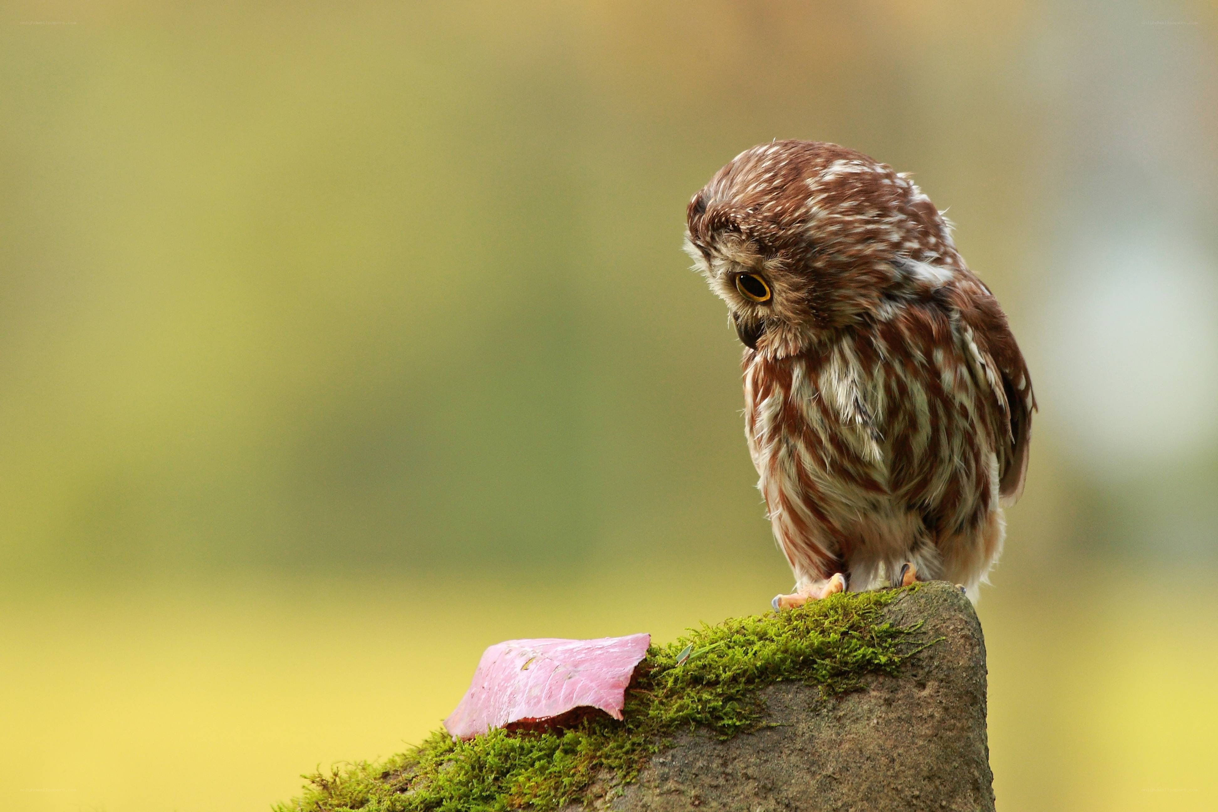 Owl on a mossy stone