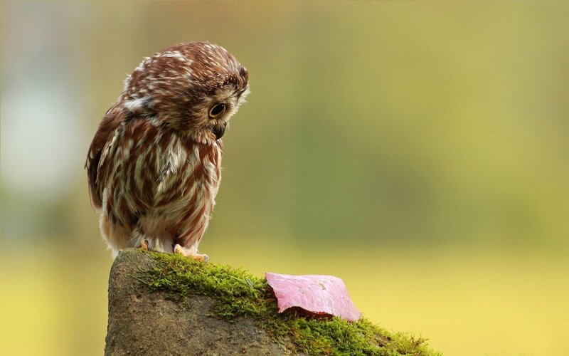 Owl on a mossy stone