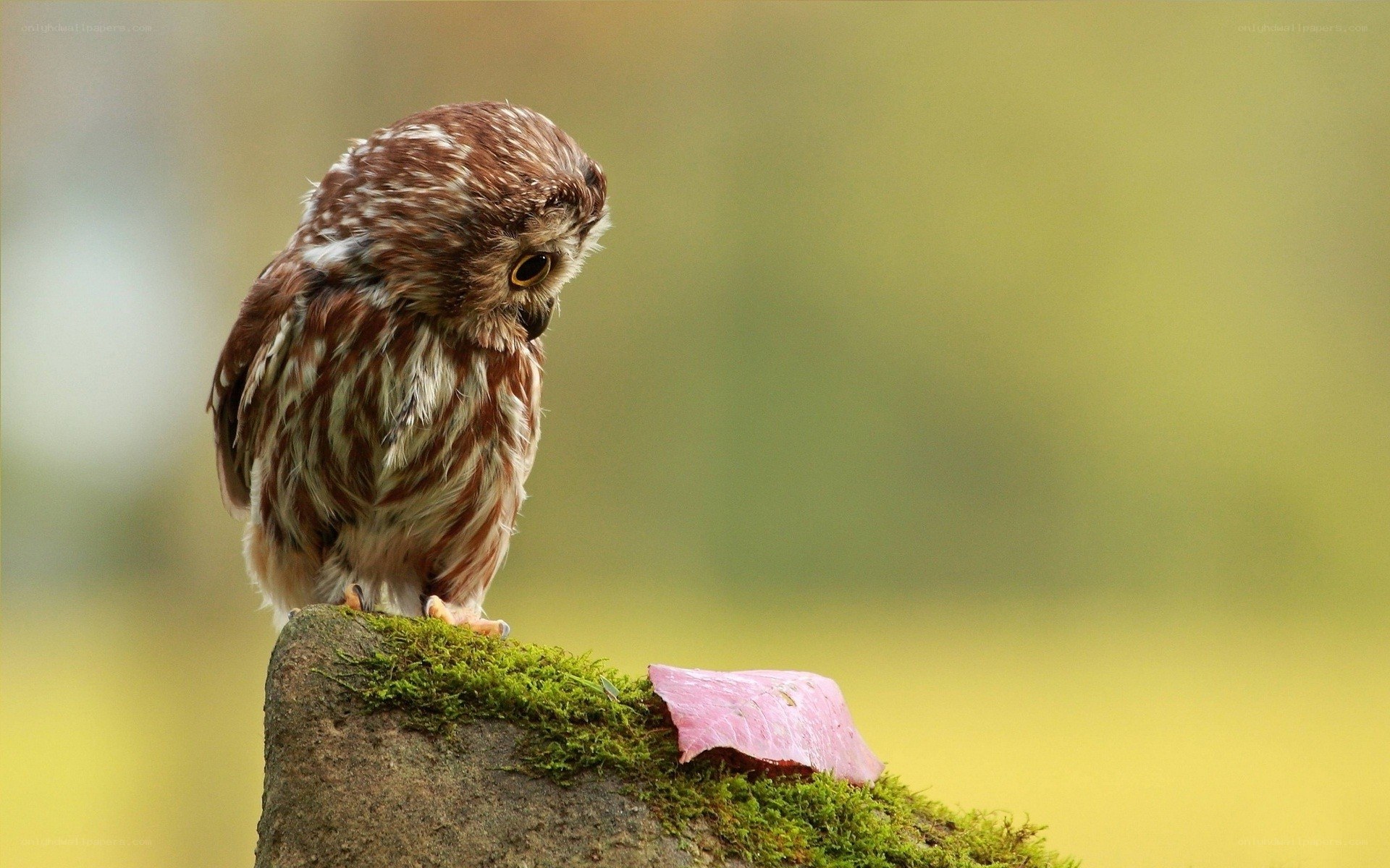 Owl on a mossy stone