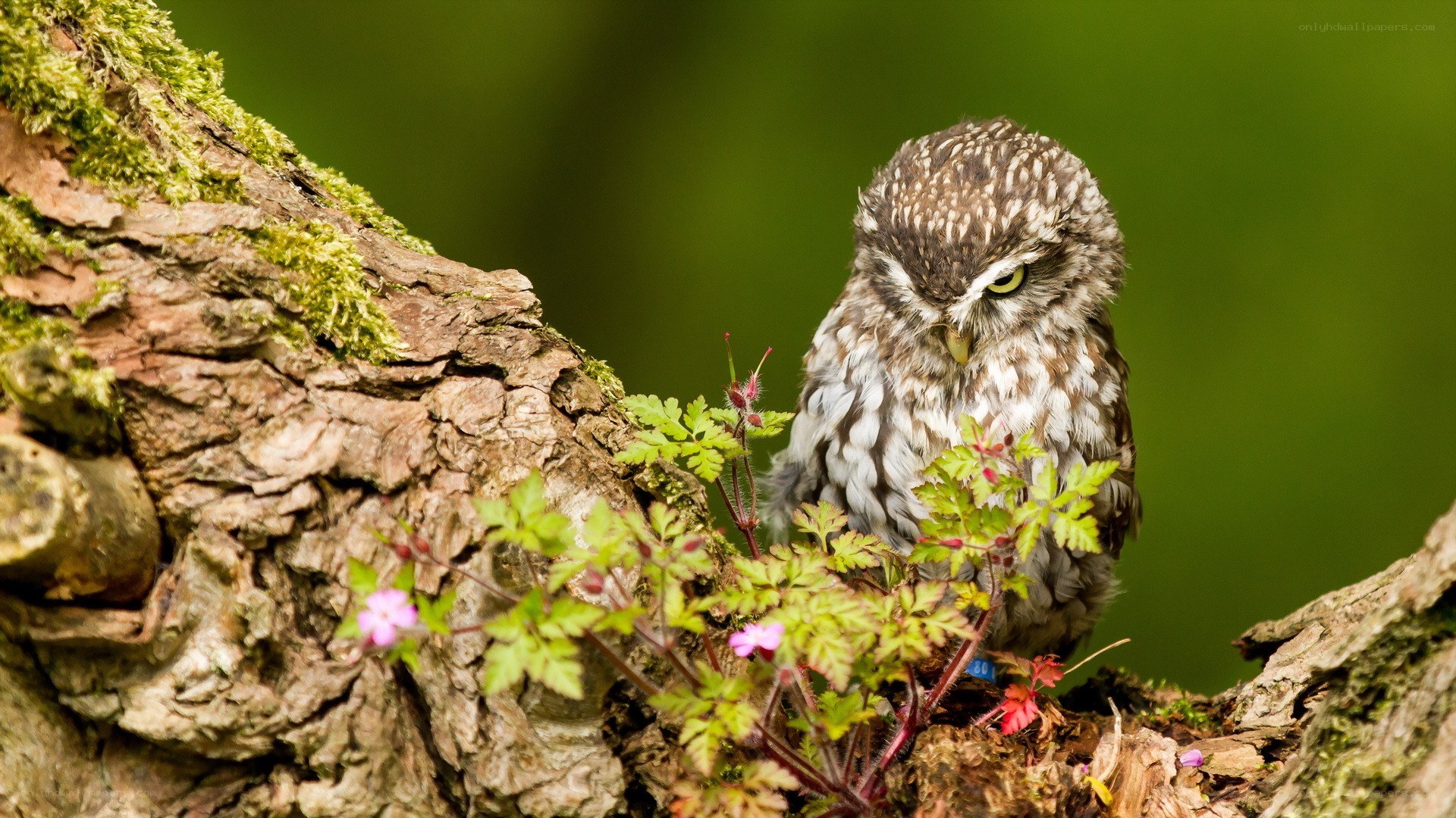 Owl on a mossy tree branch