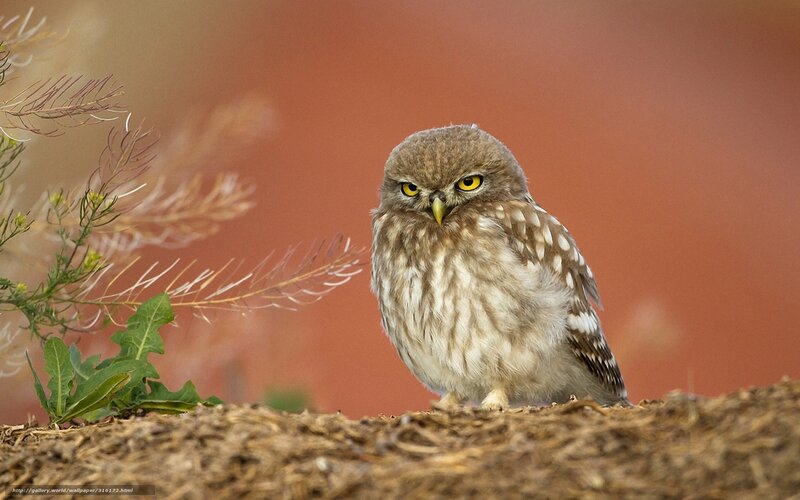 Owl on a mound