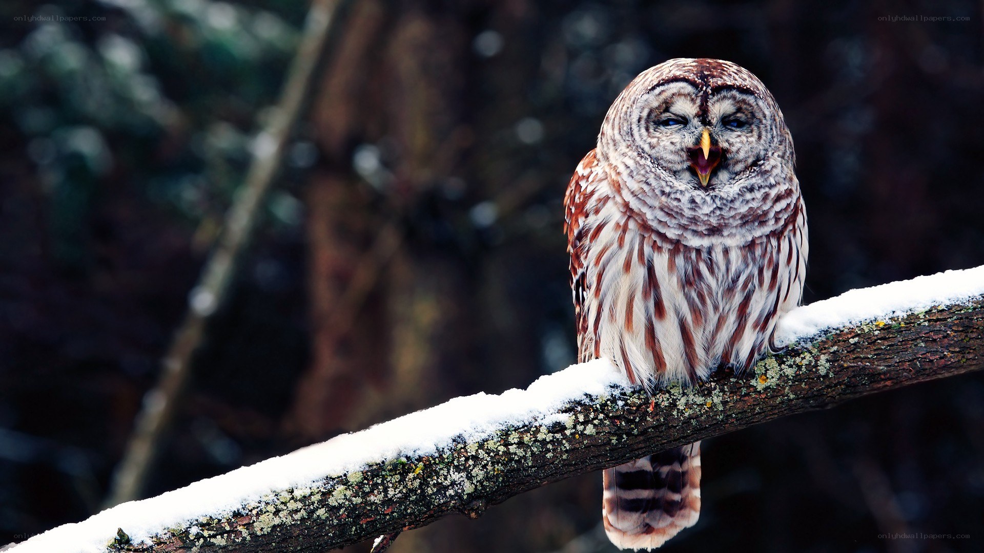 Owl on a snowy branch