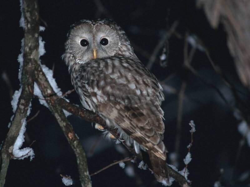 Owl on a snowy branch