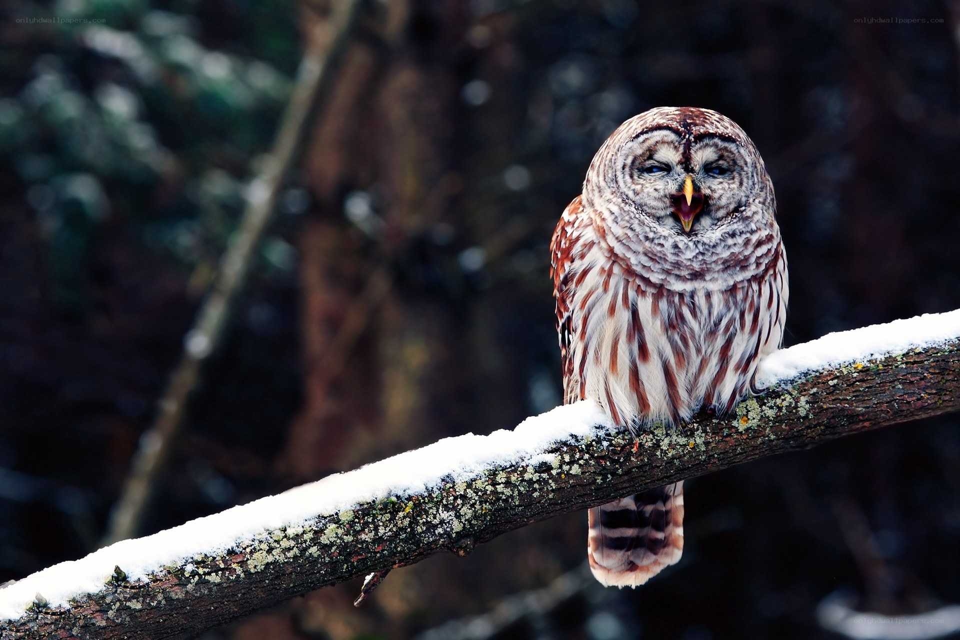 Owl on a snowy branch