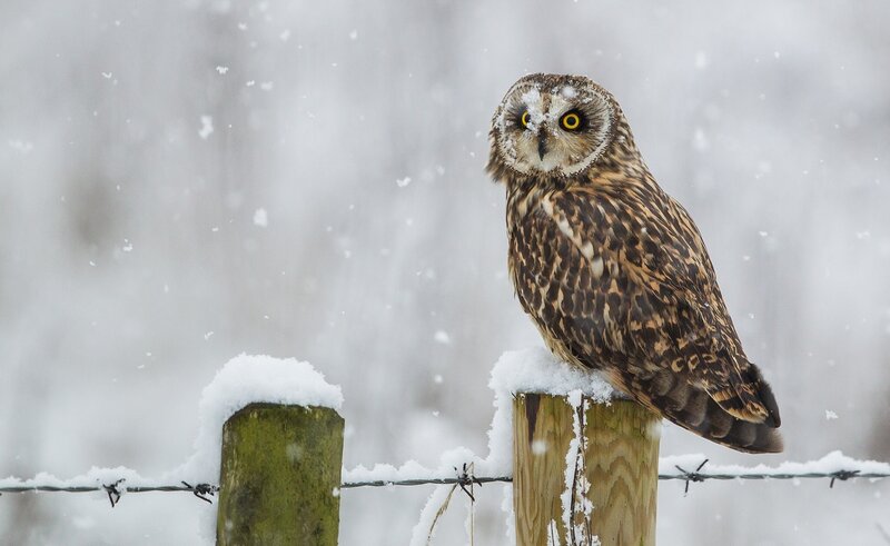 Owl on a snowy fence