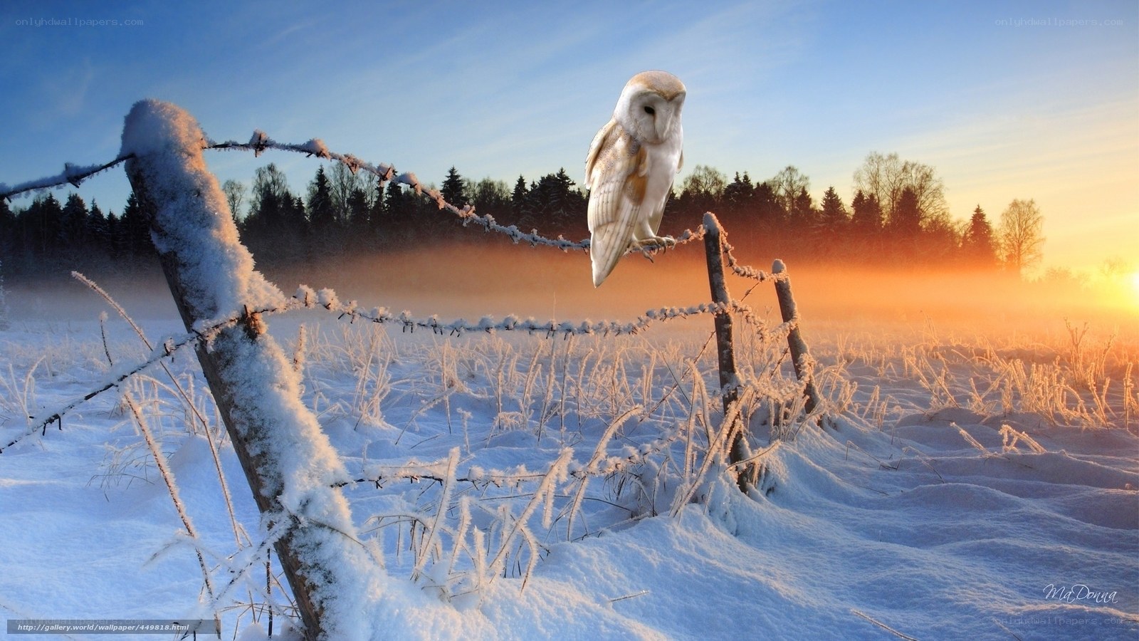 Owl on a snowy fence
