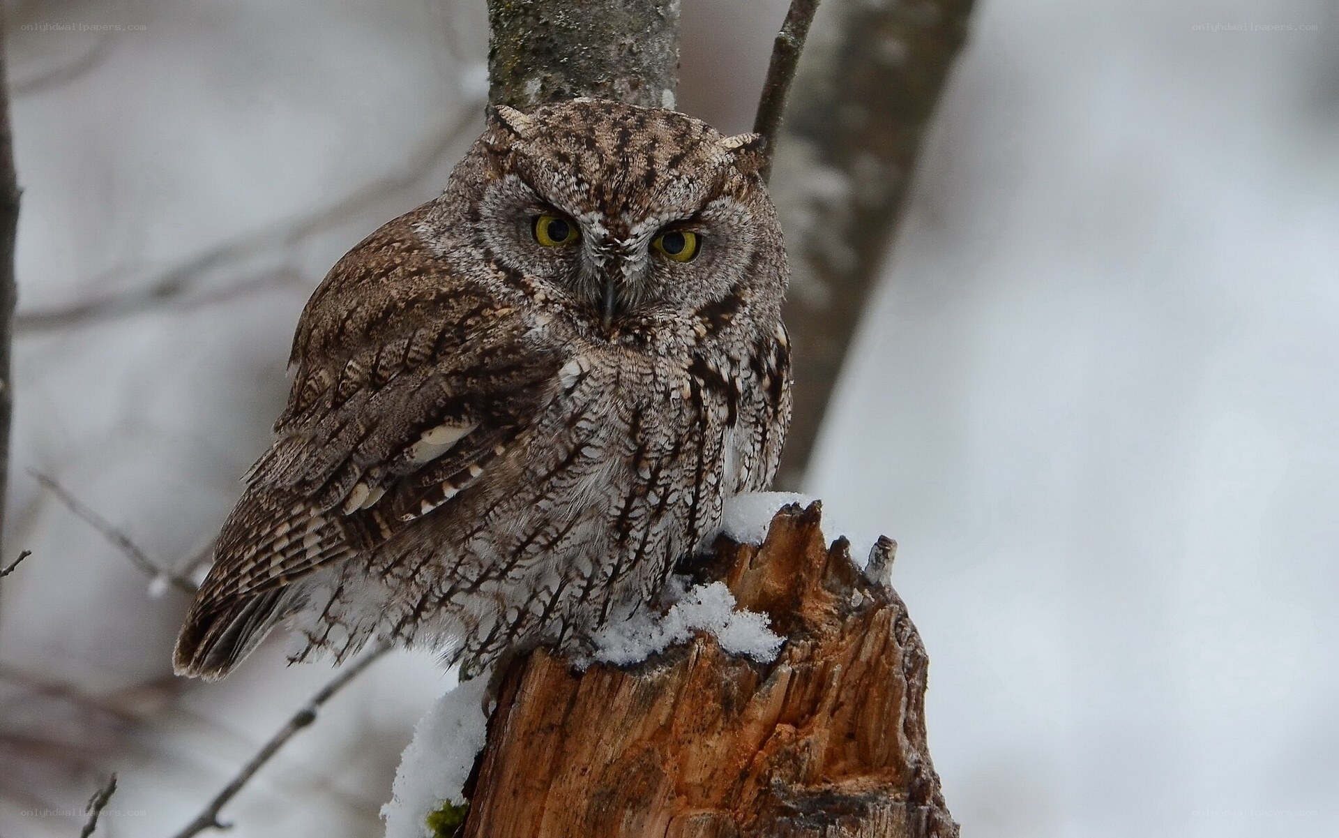Owl on a snowy stump