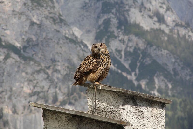 Owl on a stone structure