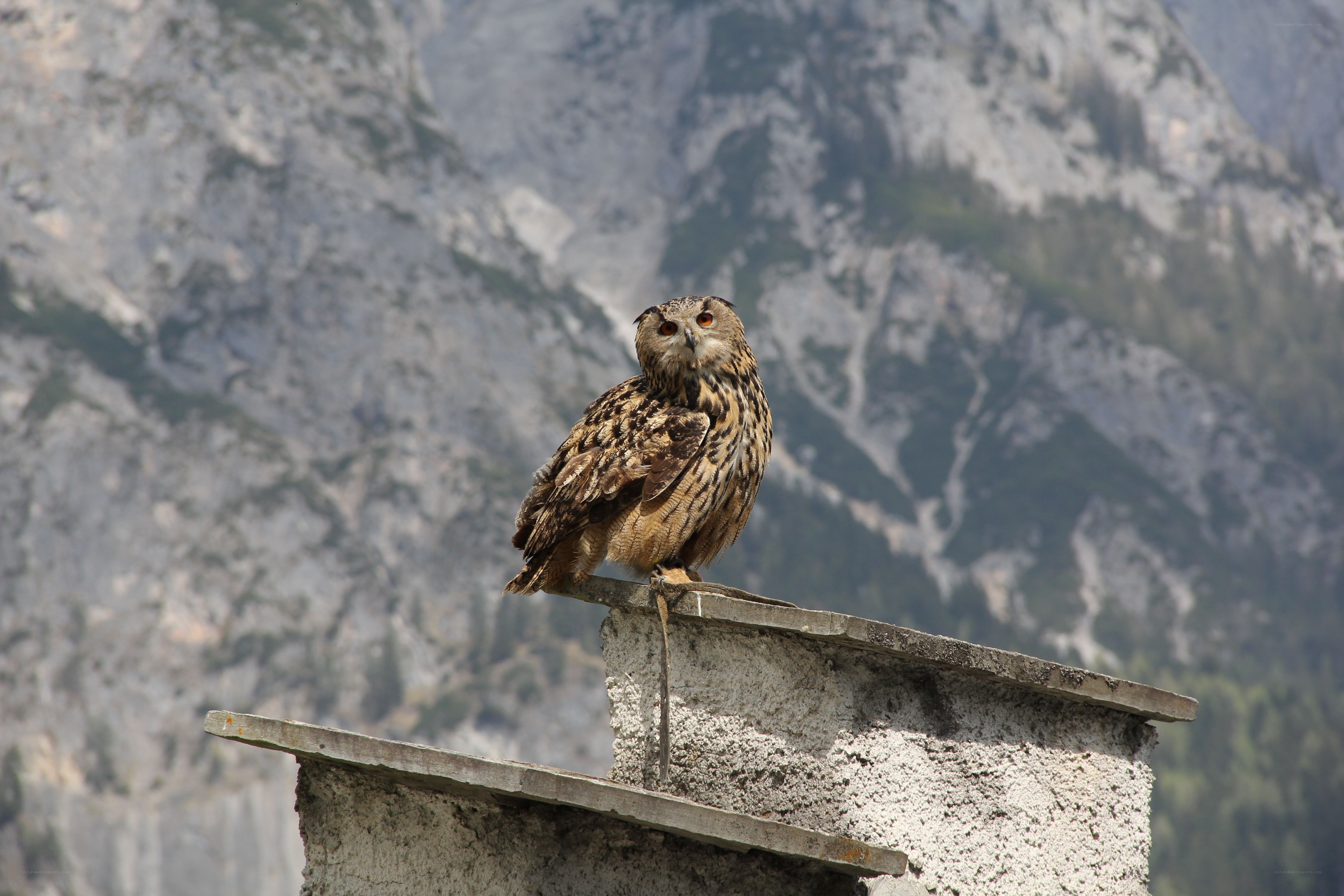 Owl on a stone structure