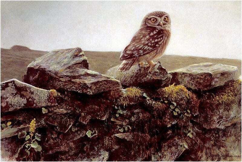 Owl on a stone wall