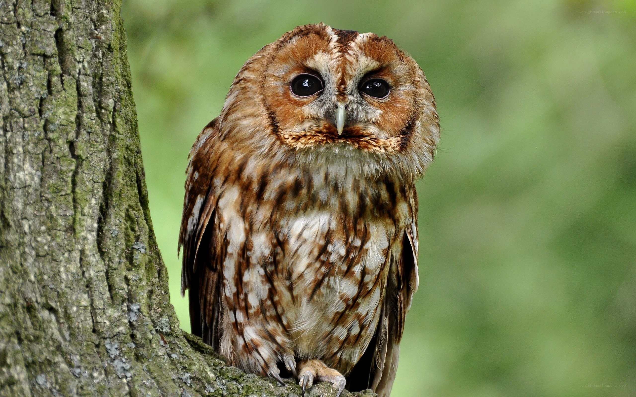 owl on a tree branch